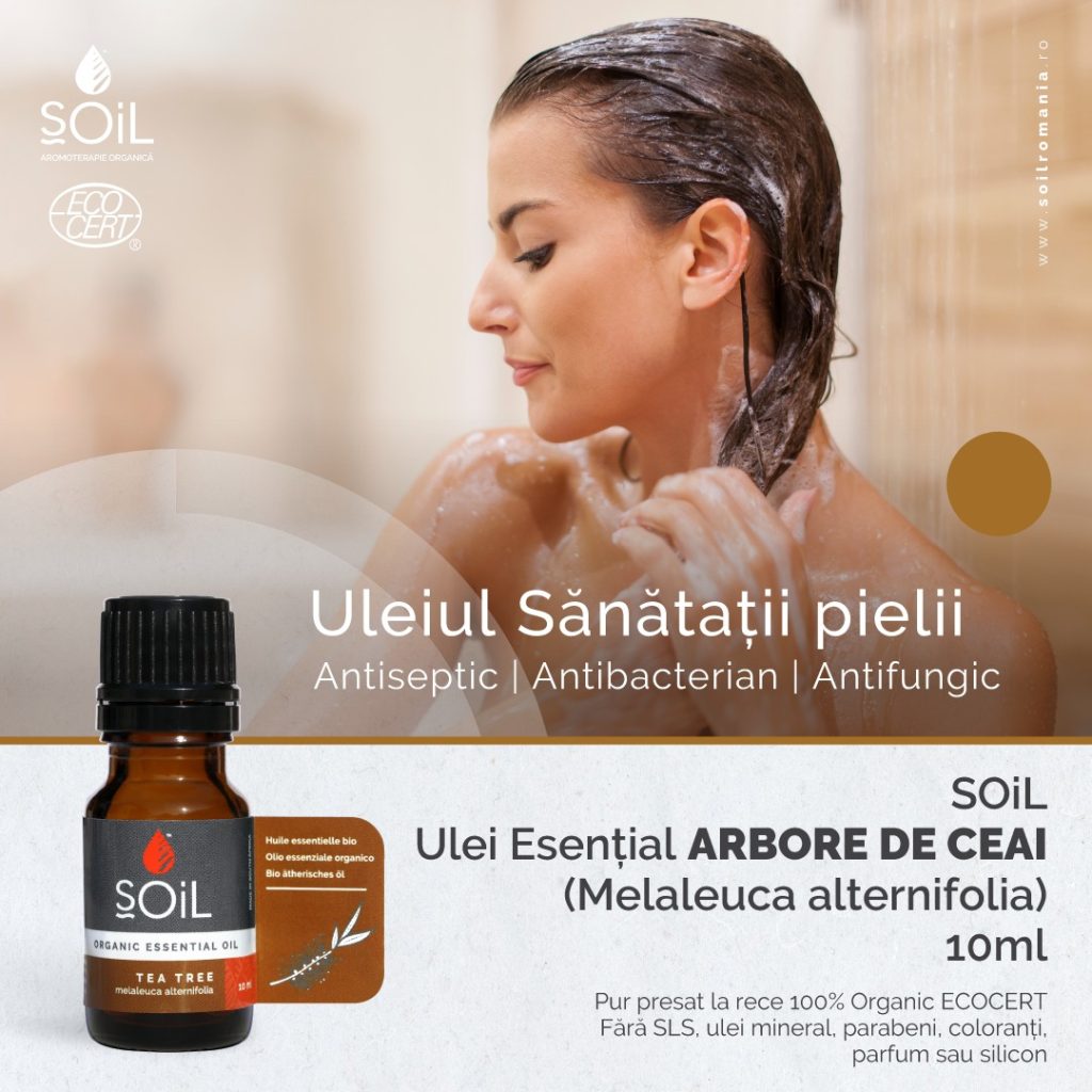 2523Fb arbore de ceai