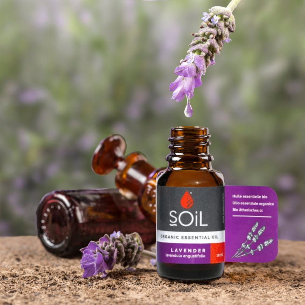 2595Fb lavanda